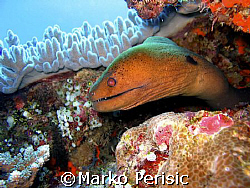 Spotted Moray-eel. Amed Bali by Marko Perisic 